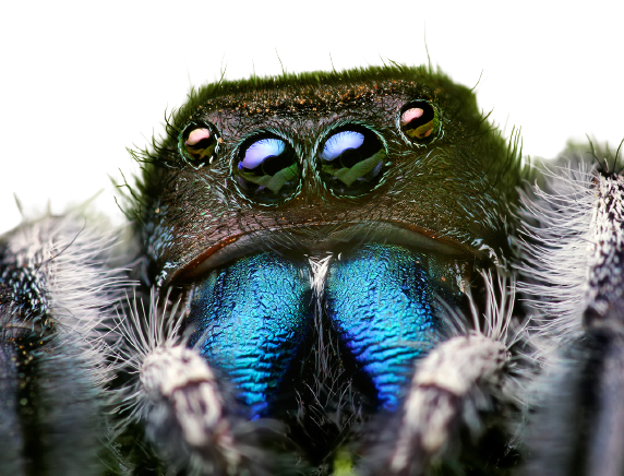 jumping_spider-removebg-preview.png