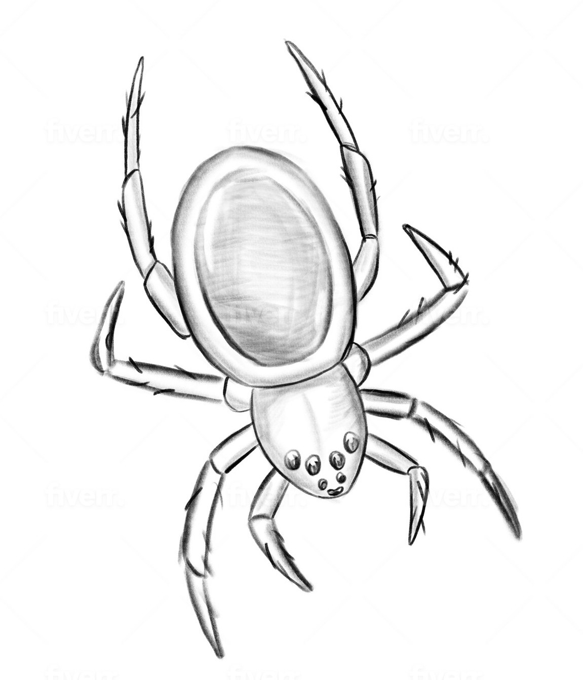 diving_bell_spider.jpeg