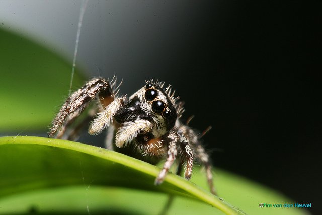 Zebra_Spider.jpg