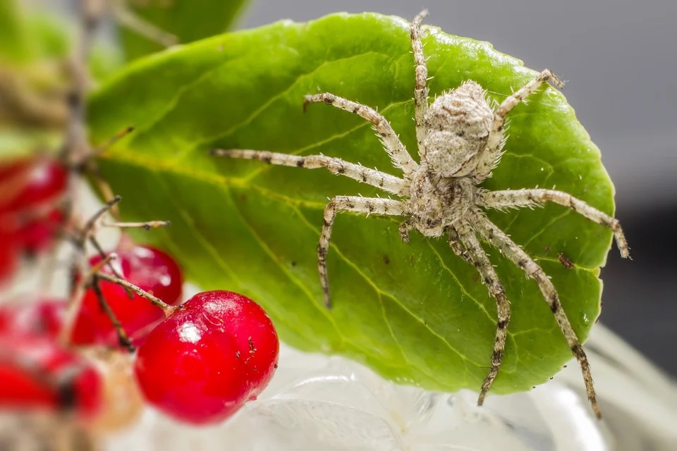 lichen-running-spider.jpg