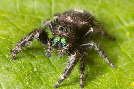 daring_jumping_spider.jpg